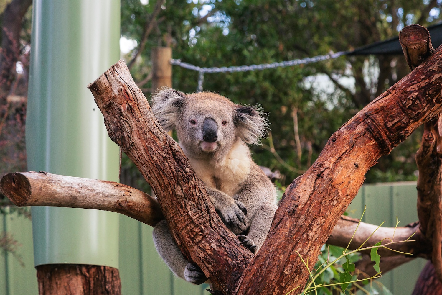 Koala Copper promoting healthy hydration and sustainability
